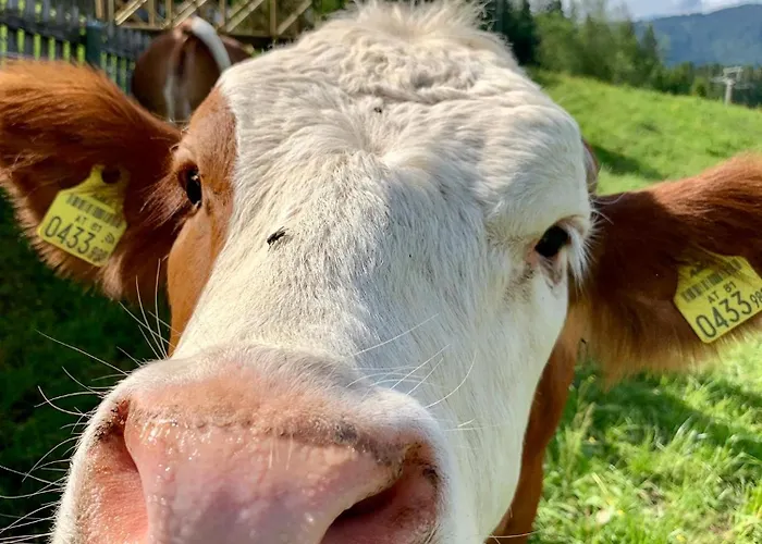 Almlodge Lägenhet *